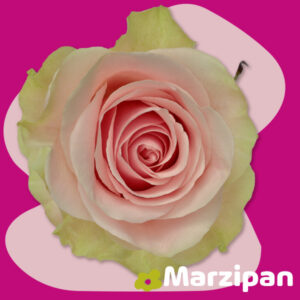 Marzipan